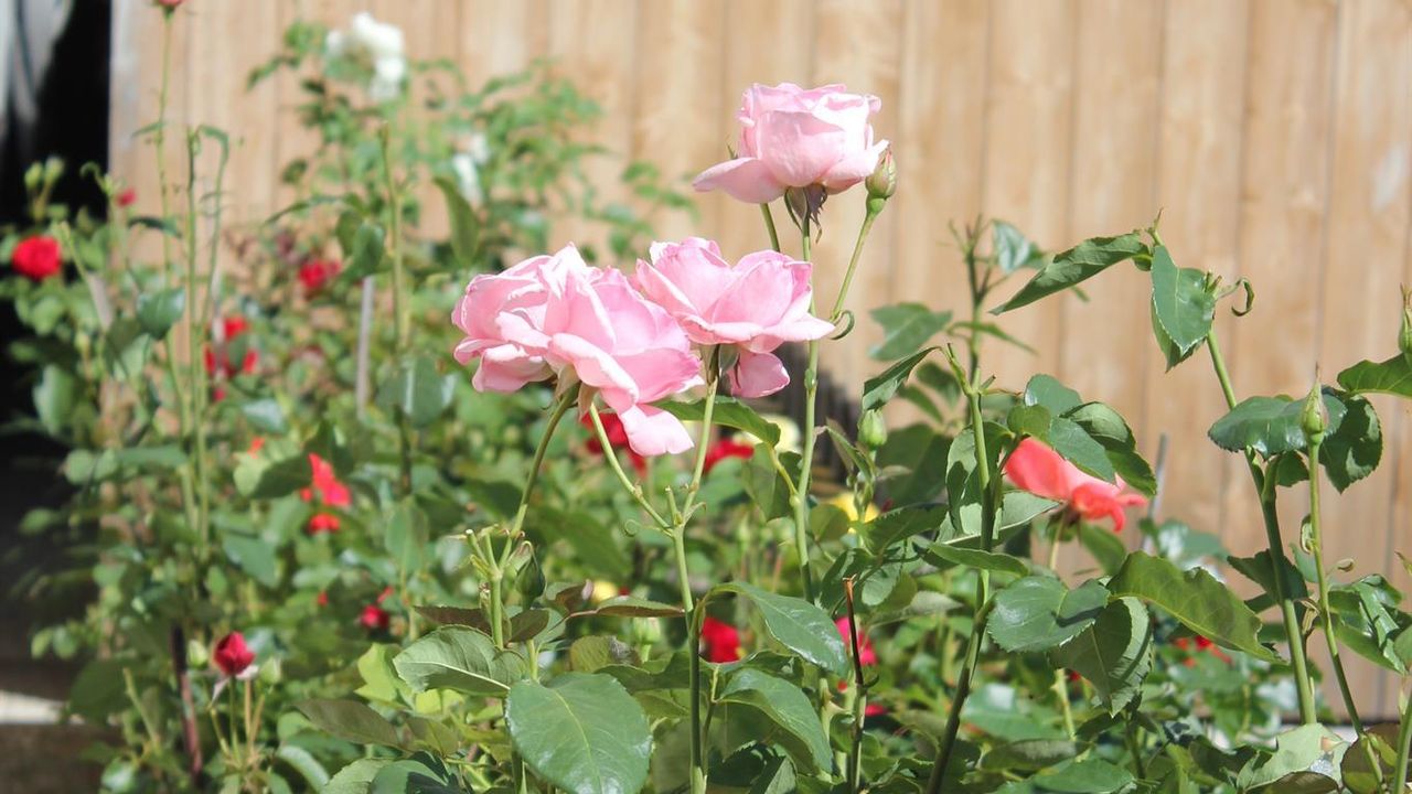 Unser Rosengarten Unser Rosengarten